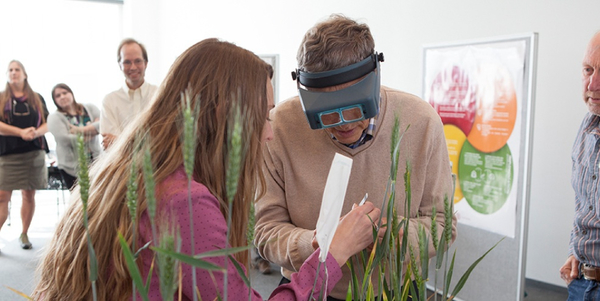 Bill Gates à l'Université Cornell, essayant de procéder à une pollinisation croisée de blé. (Photo&nbsp;: Cornell University)