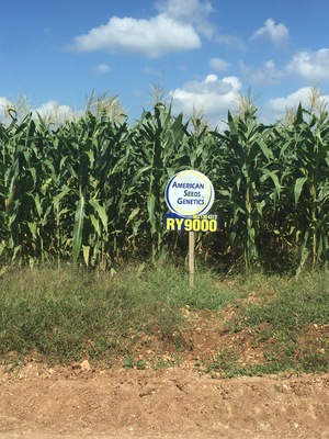 Hybrid corn, grown by Menonite farmers in Yucatan Peninsula in México, with enormous amounts of glyphosate.