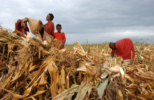 Harvesting maize in Narok, Kenya: if all the country's farms matched the current productivity of the country's small farms, Kenya's agricultural production would double. (Photo: Ami Vitale/FAO)