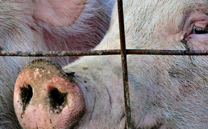 世界大多数饲料作物都变成了中国的猪饲料。图片来源：Cindy Cornett Seigle
