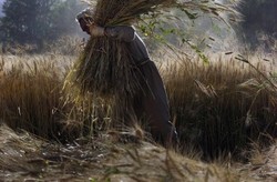 A farmer gathers wheat in Bamiyan, Afghanistan. (UN Photo/Eric Kanalstein)