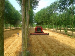 An agroforestry system (interplanting poplar trees and wheat) in southern France. The system produces more grain and wood by hectare than if the two crops were cultivated separately. (Christian Dupraz) 