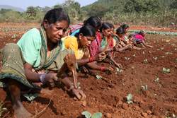 Women work on a small farm in Orissa, India. (2006 IDEI, Courtesy of Photoshare)