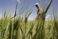 A 2010 law imposes tight restrictions on foreign investment in farmland in Algeria. 