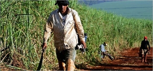 Des travailleurs sur une plantation de canne à sucre au Brésil, où la société américaine Bunge est en train d'acquérir un portefeuille de terrains de vastes surfaces pour la production de canne à sucre et d’agro-carburants. (Photo : Lalo de Almeida for the New York Times)