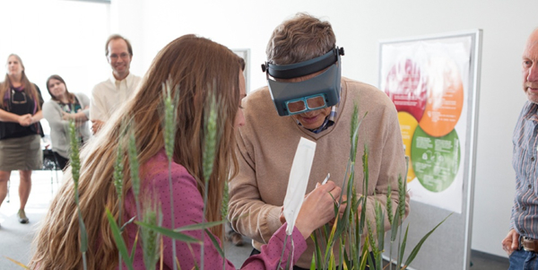 Bill Gates en la Universidad de Cornell intentando hacer polinización cruzada de trigo (Photo: Universidad de Cornell)