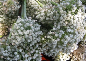 Seeds of success: the violet de Galmi onion is a very hardy variety. Cissokho Lassana/IRIN news