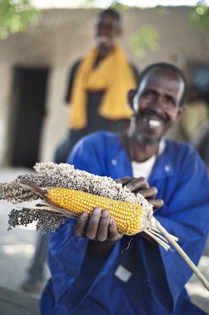 En Asia, en África y en América latina, el remplazo de las semillas tradicionales por semillas industriales “de alto rendimiento” comenzó en los años 60. Estas semillas industriales van de la mano de la utilización de insumos químicos. (Productor de maíz y de sorgo en Mali) (Foto: Tineke D’Haese/Oxfam)