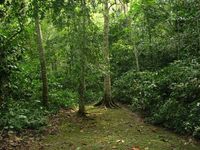 A local councillor worked with the local community to keep the Mabira Forest reserve from being cleared to plant sugar cane.