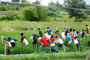 Uprooting Golden Rice during an August 2013 protest at Bicol, the Philippines.