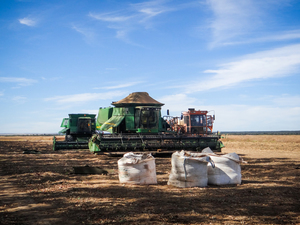 Terres accaparées pour la culture du soja à grande échelle dans une zone voisine de la Ferme Ludmila de TCGA, juillet 2015 (Photo : Vicente Alves).