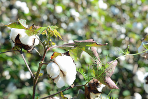 Bt cotton is genetically modified to produce its own pesticide.
