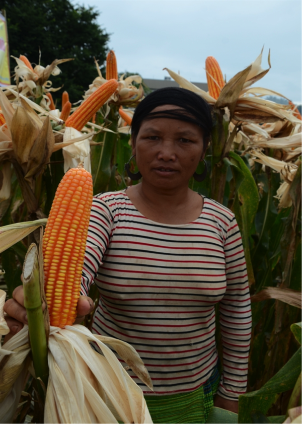 Maize grown in Son La province ( (Photo: Nongnghiep)