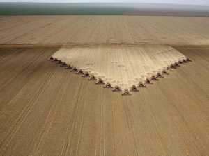 Industrial soybean plantation.