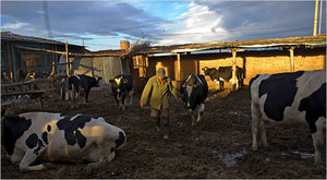 Productores de leche en la Provincia Hebei. Los productores de leche chinos están siendo perjudicados por los escándalos de leche adulterada, además de precios más bajos y mayores costos. (Foto: Nelson Ching/Bloomberg News)