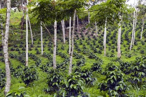 Coffee bushes grown in the shade on the western slopes of the Andes.