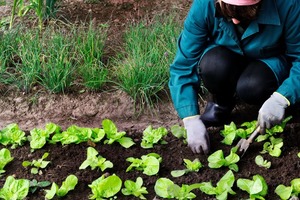 We need to branch away from the emphasis on monoculture farming. Jurga Jot/Shutterstock.com