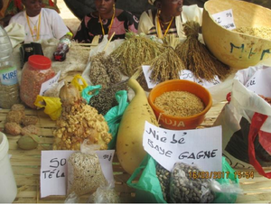 Pour assurer sa sécurité et sa souveraineté alimentaire, le paysan sénégalais doit détenir ses propre semences.