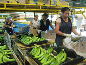 El comercio mundial de plátanos está controlado por unas pocas compañías transnacionales verticalmente integradas que dominan toda la cadena de suministro, desde la producción hasta el empaque, embarque y comercialización. Foto: Lupita Aguila Arteaga, STITCH