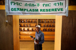 La réserve de matériel génétique de la banque de semences d'Ejere Farming Community, l'une des nombreuses installations locales avec lesquelles travaille l’Institut Ethiopien pour la diversité. Collection d'images National Geographic / Alamy