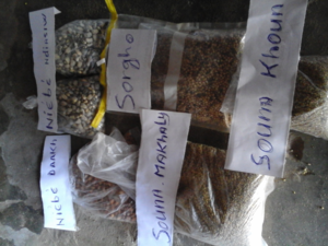 Echantillons de semences des variétés cultivées à Lissar.
