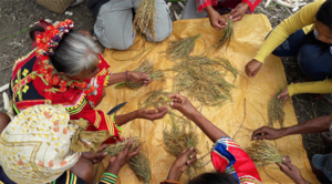 Lumads recolectando variedades tradicionales de arroz. Foto: MASIPAG-Mindanao