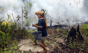 For many, IPOP is land grabbing in disguise. In the name of responsible investing, the oil palm giants gain access to even more lands and lock in that access through new legal instruments. (Photo: Tatan Syuflana/AP)