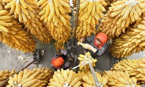 Farmers dry corn in east China’s Shandong province. Photograph: Xinhua / Barcroft Images 