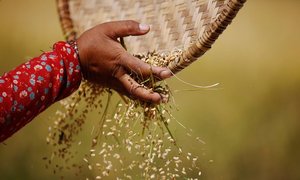  Harvesting rice in Nepal. Food systems are responsible for up to 29% of global greenhouse gas emissions, driving the climate instability that threatens agricultural productivity. Photograph: Navesh Chitrakar/Reuters 