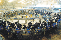 La ferme laitière d’Ancali, appartenant à Carlos Heller, héritier de la fortune de la famille Falabella, l’une des plus riches dynasties du Chili, possédant d’importantes participations dans la distribution, l’immobilier et le transport. La ferme compte 6 500 vaches, et produit 7,5 millions de litres de lait par mois. (Photo : El Mercurio)