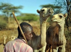 Un jeune berger de la communauté de Borana s’occupe de jeunes chameaux tandis que leurs mères sont traites à l'aube, à Isiolo, à 300 km au nord de Nairobi, au Kenya. Le lait de chamelle est collecté quotidiennement dans la zone par des petits collecteurs et vendu par des vendeurs dans les rues de Nairobi. Les sécheresses à répétition de ces dernières années ont ravivé l'intérêt pour le chameau et sa résistance aux conditions climatiques extrêmes (Photo : France 24).