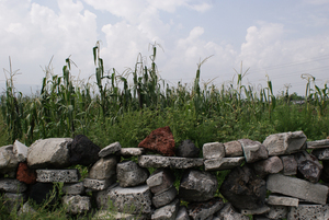 MIlpa tradicional en Edomex, México (Foto: Prometeo Lucero)