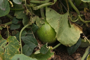 Calebasse et autres plantes qui accompagnent la milpa traditionnelle (Photo : Prometeo Lucero)