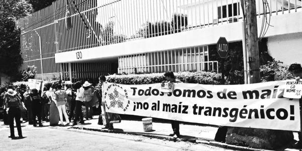 Movilización nacional ontra la autorización de permisos de maíz transgénico octubre 2012-noviembre 2014.