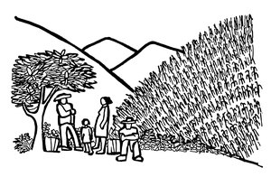 Traditional milpa grown on the hillside (Drawing: Rini Templeton)