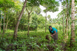 Prisca Mayende, du conté de Bungoma, au Kenya, fait partie d’un projet de développement de la résistance au changement climatique dans l’agriculture est-africaine. Photo : Cheryl-Samantha Owen / Greenpeace Africa