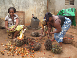 Le palmier à l'huile est originaire de l'Afrique de l'Ouest (photo : GRAIN)