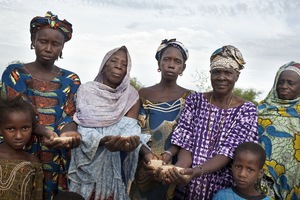 Les paysannes et les paysans maliens diversifient leurs cultures en collaborant les uns avec les autres dans le cadre de réseaux locaux. Ils ont développé de nouvelles variétés et récupéré des variétés anciennes d’oignons, de laitue, ainsi que des variétés autochtones de légumes, en plus de millets et de sorghos locaux. (Photo : Tineke D’Haese/Oxfam)
