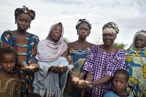 Malian peasants build crop diversity by participating in local networks. They have both recovered old varieties and developed new variants of onions and lettuce, as well indigenous vegetables, millet and local sorghum. (Photo: Tineke d’Haese – Oxfam)