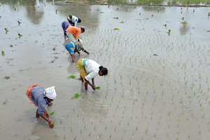 Workers in a paddy field in the state of Andhra Pradesh, India.CreditNoah Seelam/Agence France-Presse — Getty Images