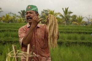 Há milhares de anos que os camponeses e as camponesas partilham as suas experiências e os seus conhecimentos sobre as sementes. Vemos aqui um produtor indonésio num encontro internacional de camponeses e camponesas em 2011. (Foto: LVC)