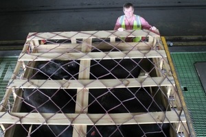 Elders International general manager Cameron Hall with some of the Angus cattle being loaded for flight to China. Photo: Farmweekly 