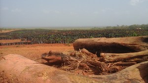 Los cultivos destruidos en beneficio de las plantas de caucho. Foto: Eburnie Today