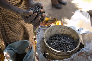 Le jatropha n’a pas été à la hauteur des espoirs insensés qu’il avait suscités, mais les biocarburants de 2è et 3è générations sont encore loin d’être au point (Photo : CIFOR)