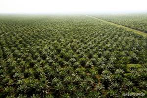 The just-concluded TPP may bring an important upswing in palm oil production, trade and use. 