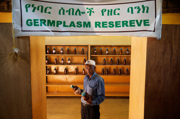 The germplasm reserve at the Ejere Farming Community Seed Bank, one of many local facilities the Ethiopian Biodiversity Institute works with. NATIONAL GEOGRAPHIC IMAGE COLLECTION / ALAMY