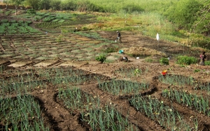 Les récents projets agricoles mis en place à Djimini afin de parvenir à l’autosuffisance ont donné un nouveau souffle au village. Cissokho Lassana/IRIN