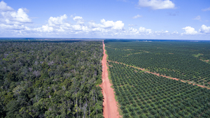 Boundary between the PT. BIA Palm oil plantation owned by Posco Daewoo and the standing forest in Papua, Indonesia. Photo credit: Mighty Earth, 2016.