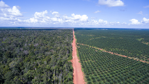 Límite entre la plantación de palma aceitera de PT.BIA poseída por Posco-Daewoo, y lo que queda de bosque en Papúa, Indonesia. Foto: Mighty Earth, 2016.