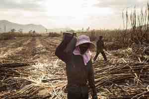 Récolte dans une plantation de canne à sucre à Omliang, au Cambodge. Photo : Axelrod/Ruom.
